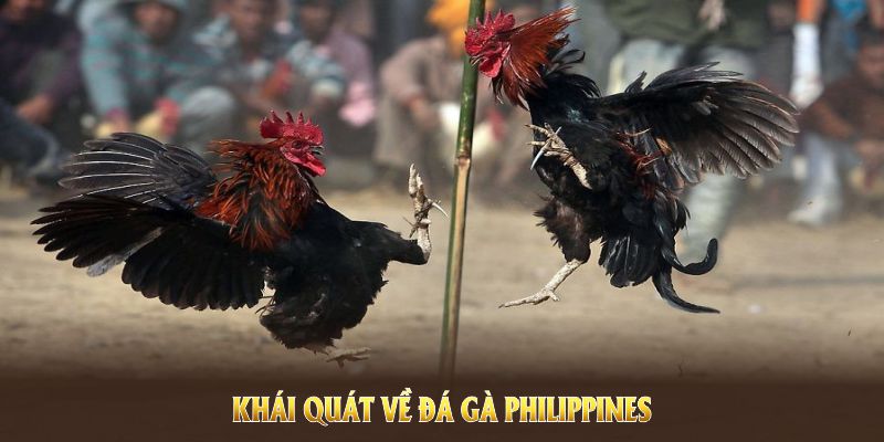 Khái quát về đá gà Philippines, hình thức đấu gà truyền thống