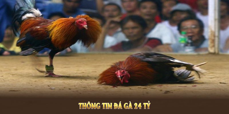 Thông tin đá gà 24 tỷ lan truyền trong giới sư kê